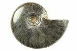 Black Polished Ammonite Fossils - 1 1/4 to 1 1/2" Size - Photo 2